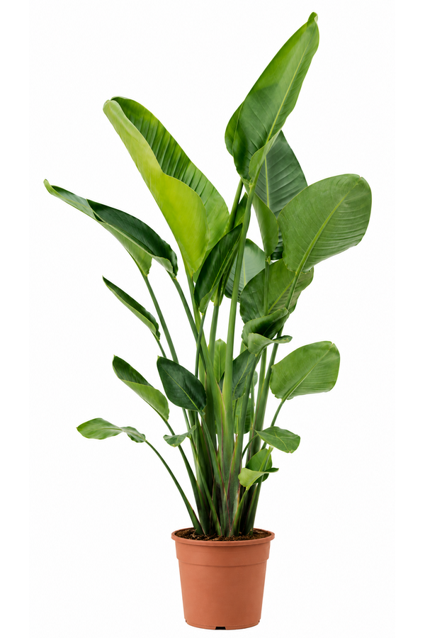 Strelitzia Nicolai XXL