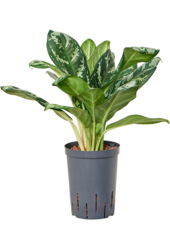 Hydrokultur Aglaonema Amazon Silver