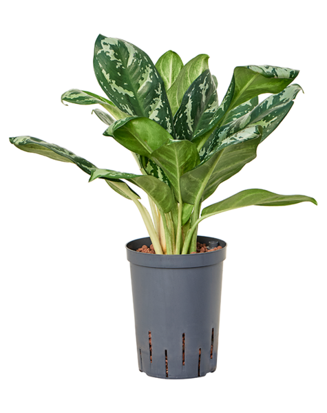 Hydrokultur Aglaonema