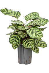 Hydropflanze Calathea Makoyana