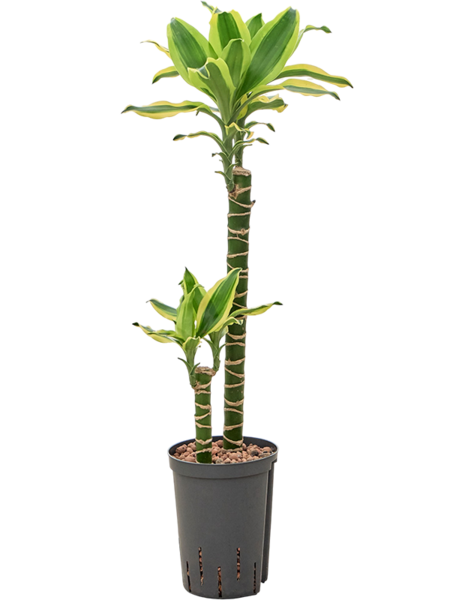 Hydrokultur Dracaena