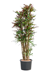 Hydropflanze Kroton (Codiaeum) Variegatum Mammi
