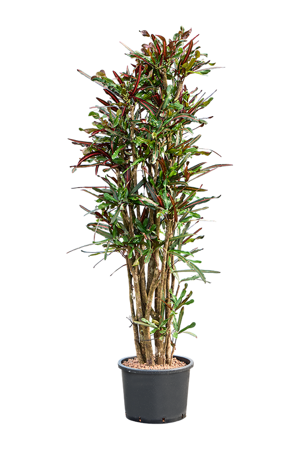 Hydropflanze Kroton (Codiaeum) Variegatum Mammi