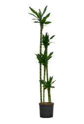 Hydrokultur Dracaena Fragrans Burundii