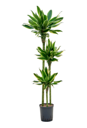 Hydrokultur Dracaena Fragrans Gold King