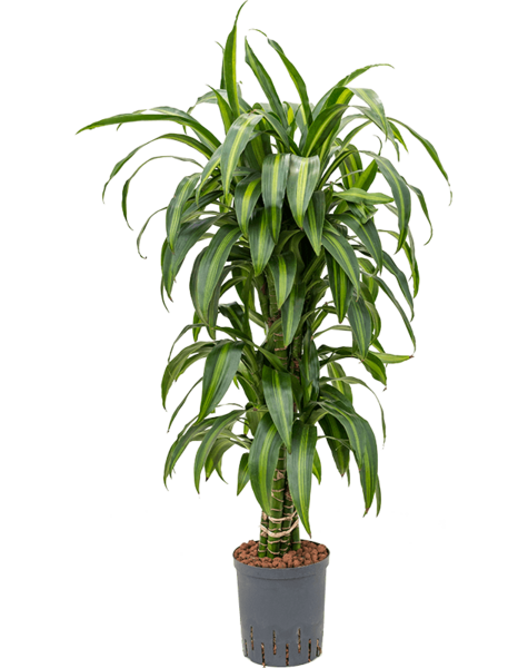 Hydropflanze Dracaena