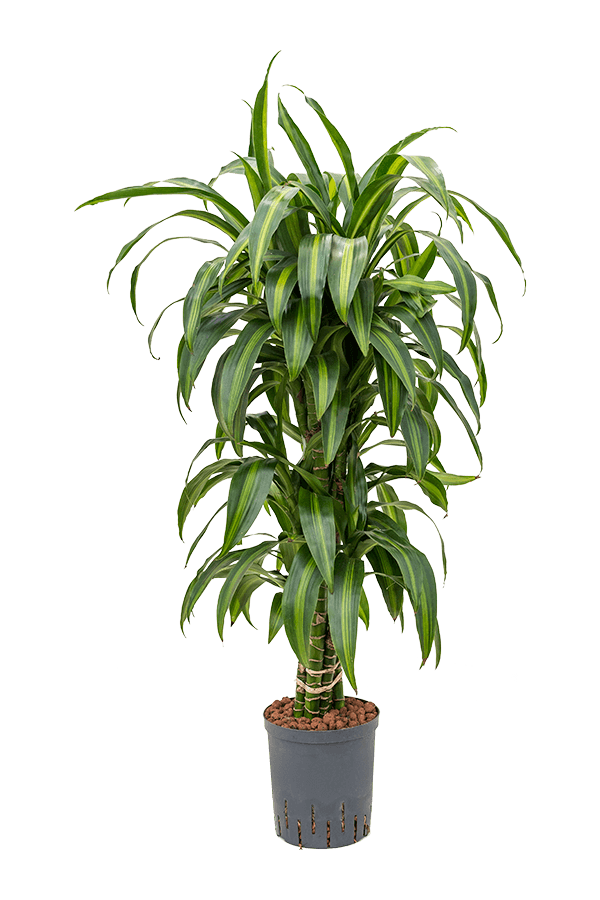 Hydropflanze Dracaena Fragrans Hawaiian Sunshine