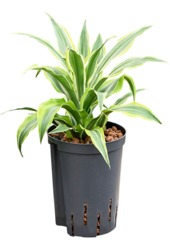 Hydrokultur Dracaena Fragrans Surprise