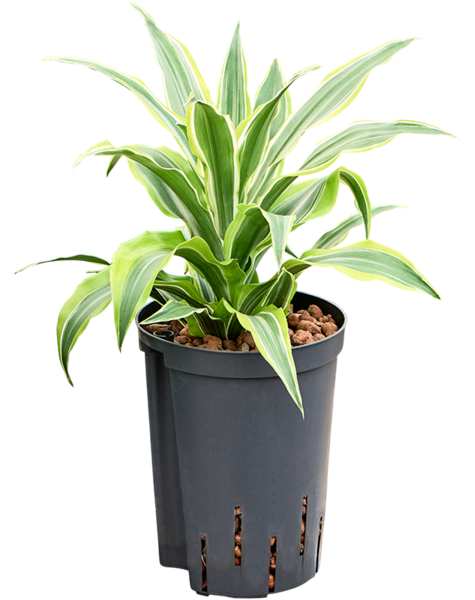 Hydrokultur Dracaena