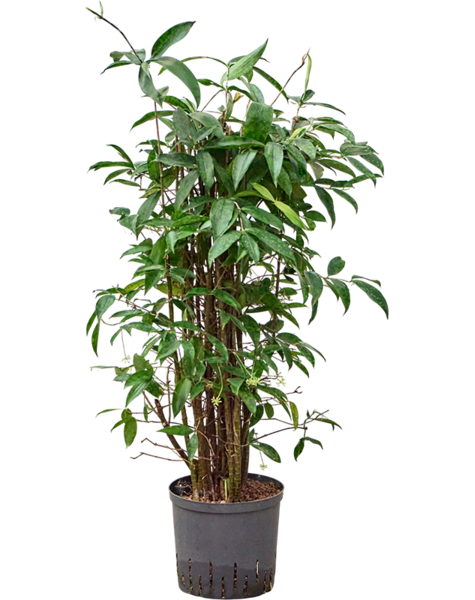 Hydrokultur Dracaena