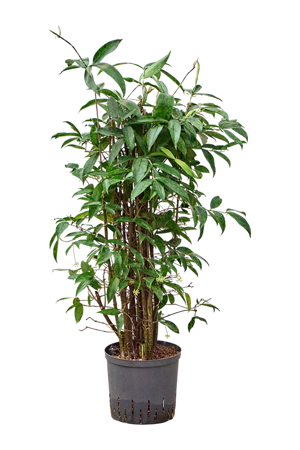 Hydrokultur Dracaena Surculosa