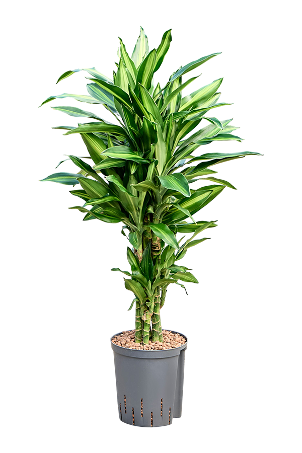 Hydrokultur Dracaena Fragrans Silindo