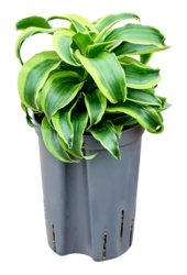 Hydropflanze Dracaena Fragrans Tornado