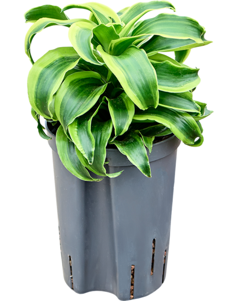 Hydropflanze Dracaena