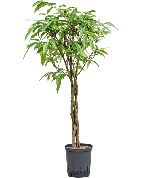 Hydrokultur Ficus