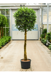 Hydrokultur Ficus Microcarpa ‘Nitida’