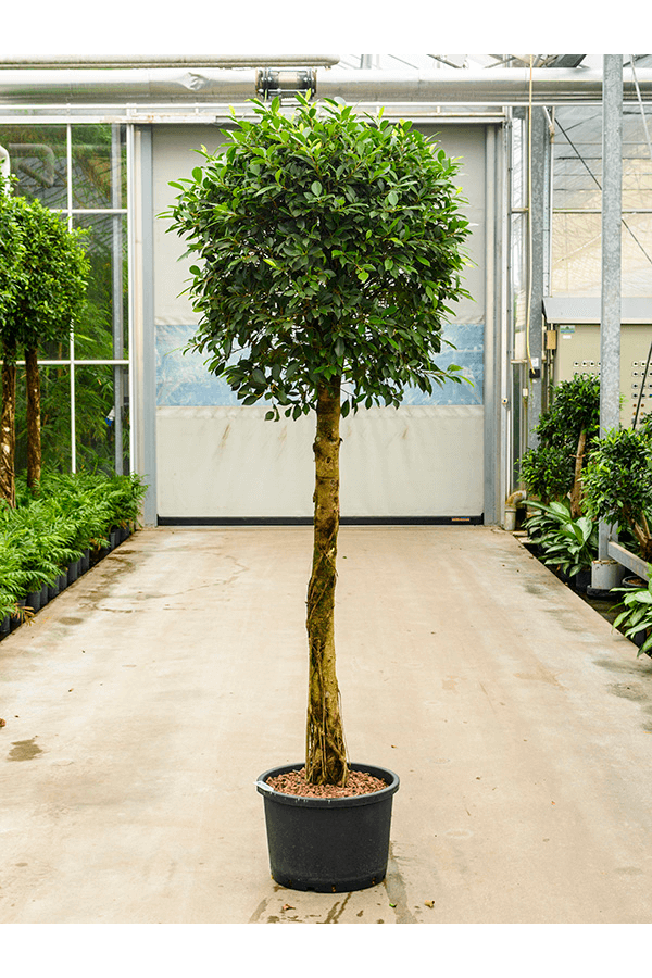 Hydrokultur Ficus Microcarpa ‘Nitida’
