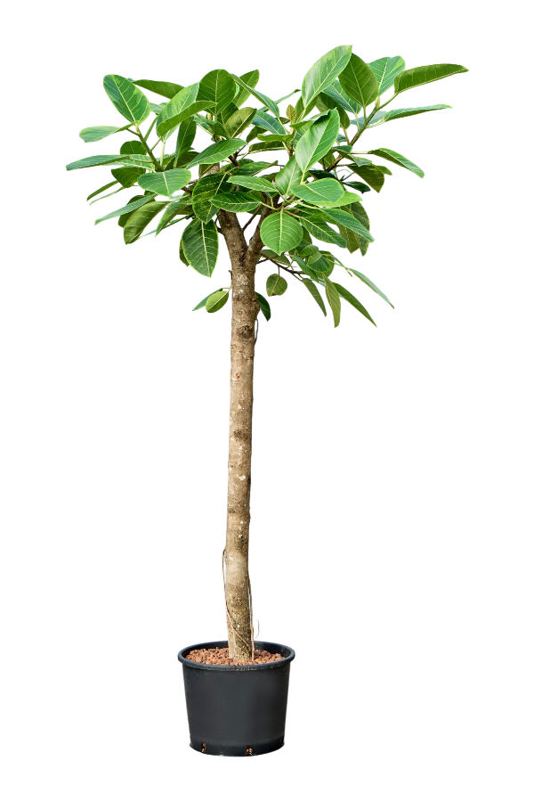 Hydrokultur Ficus Altissima