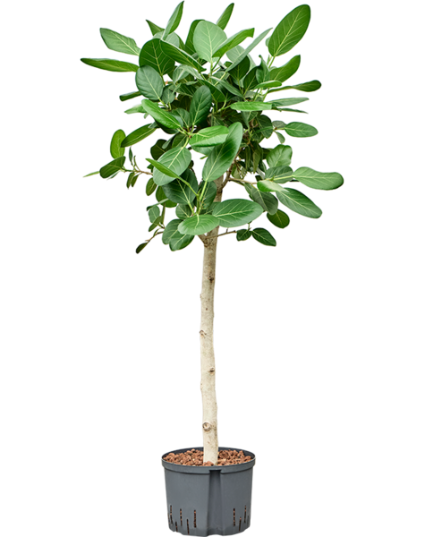 Hydrokultur Ficus