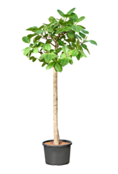 Hydrokultur Ficus Altissima
