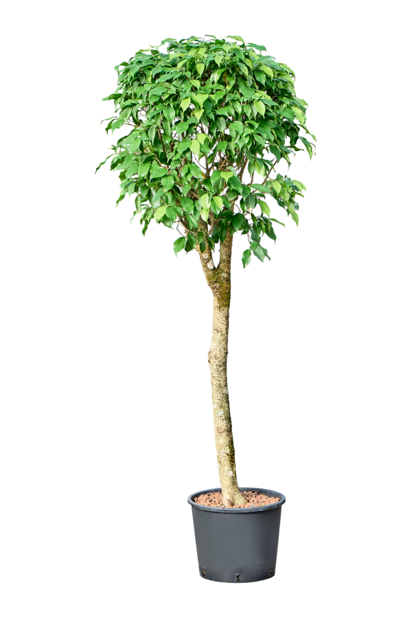 Hydrokultur Ficus Benjamina Columnar