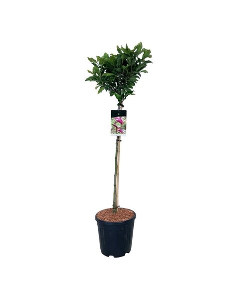 Magnolie