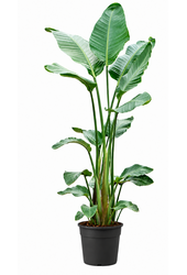 Strelitzia M/L