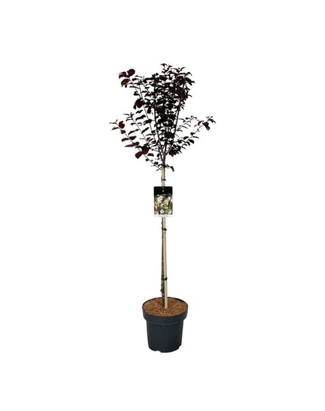 Prunus