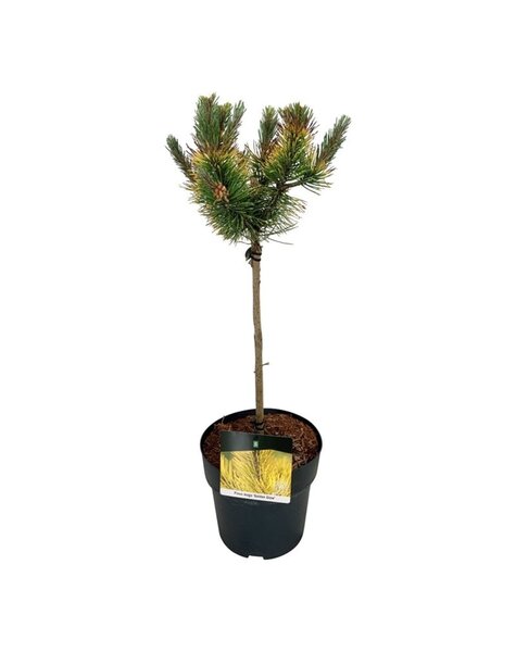 Pinus