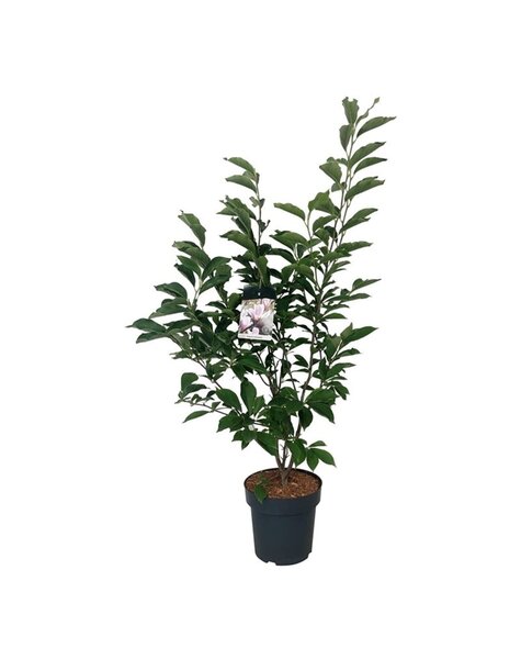 Magnolie