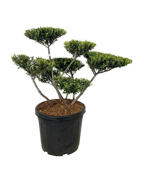Ilex Crenata
