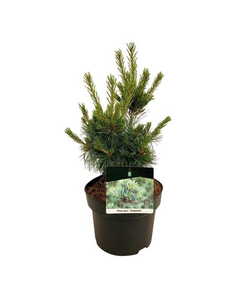 Pinus - Kopie