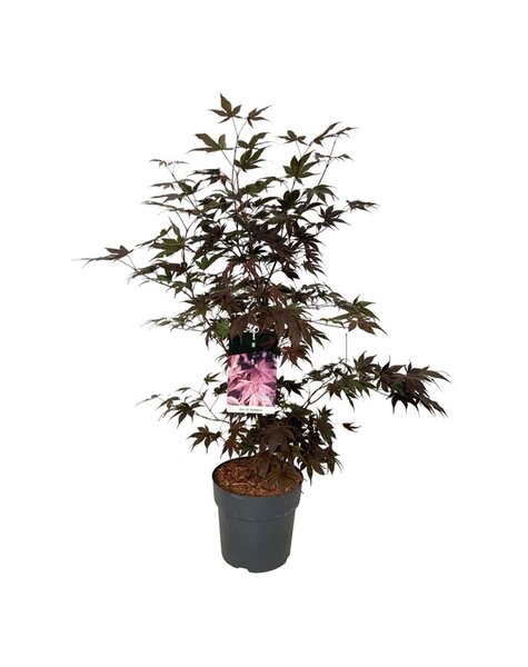 Acer