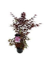 Ahorn Acer Atropurpureum
