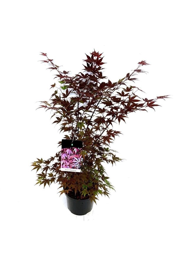 Ahorn Acer Atropurpureum