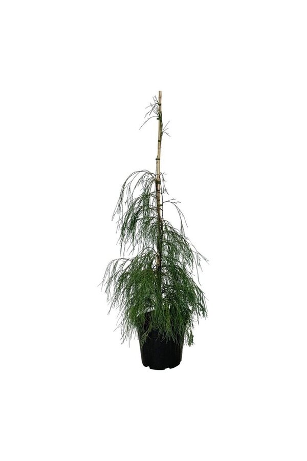 Chamaecyparis Hängende Solitär
