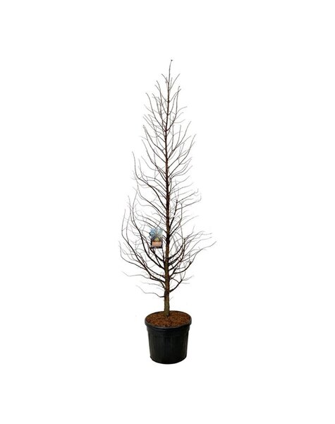 Metasequoia