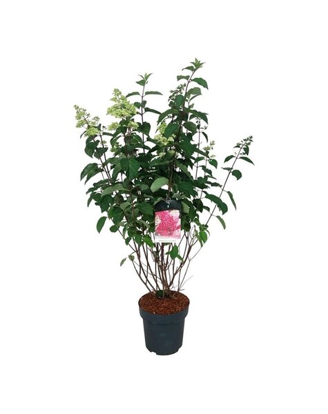Hortensie