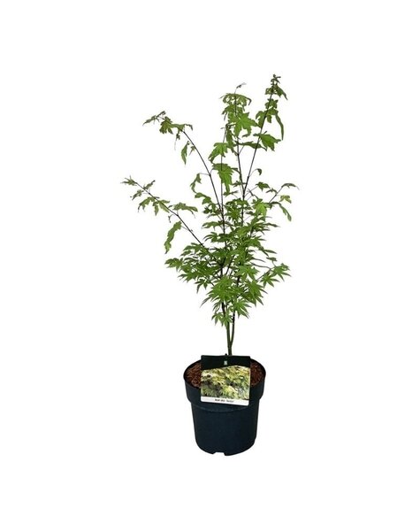 Acer