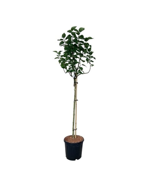 Syringa