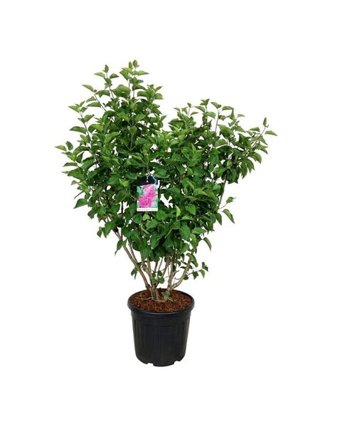 Syringa