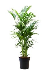 Kentia-Palme XXL
