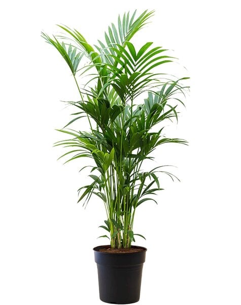Howea Forsteriana