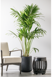 Kentia-Palme XXL