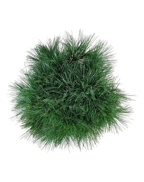 Pinus