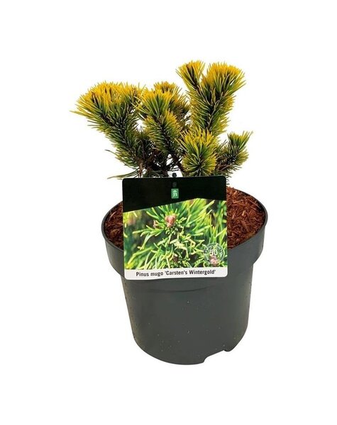Pinus