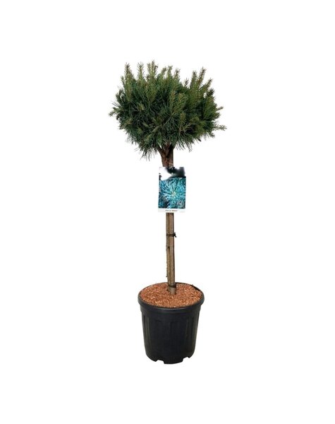 Pinus