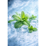 oil4vap Oil4vap aroma Zest 30 ml