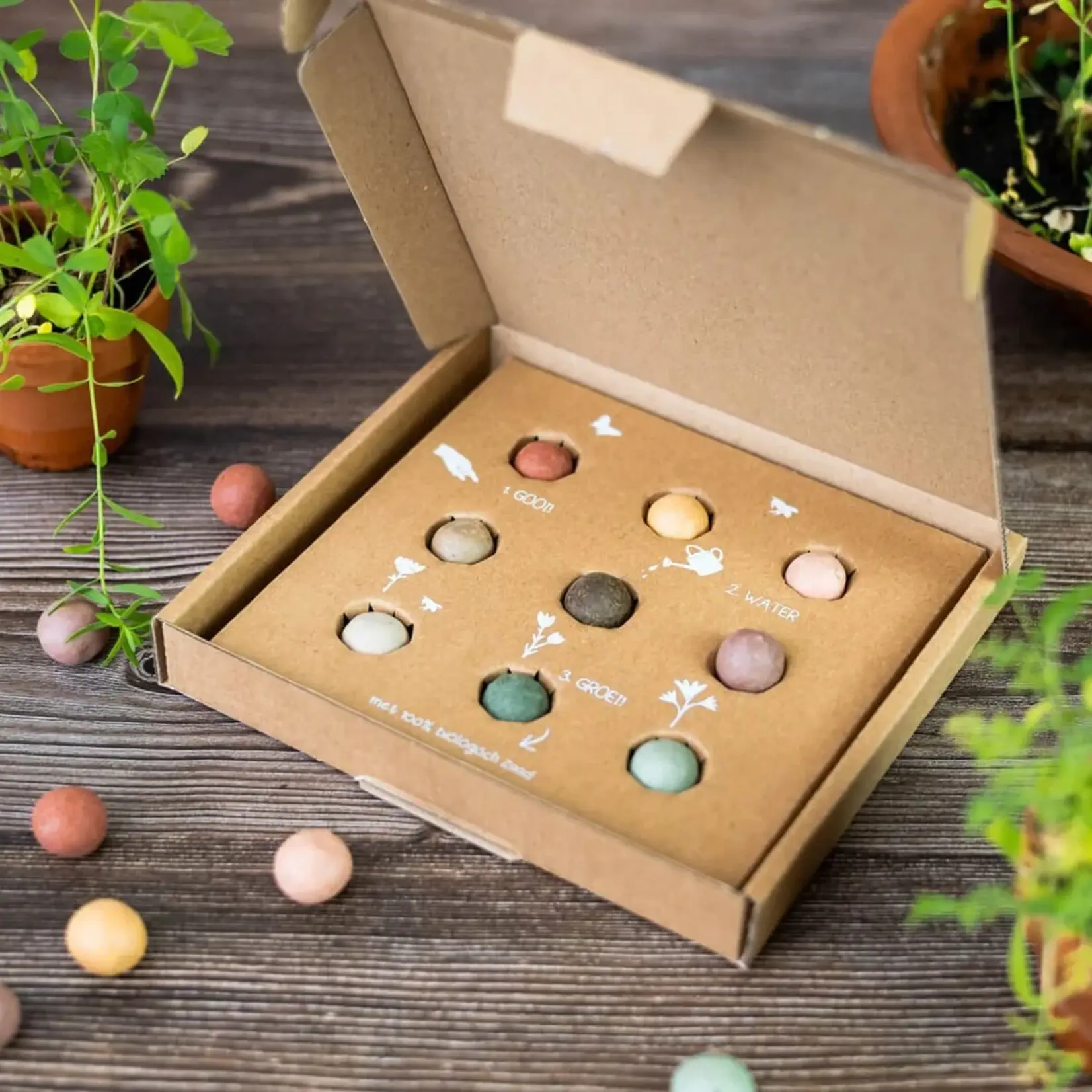 BLOSSOMBS GIFT BOX MEDIUM XMAS WINTER