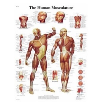 Anatomie Posters